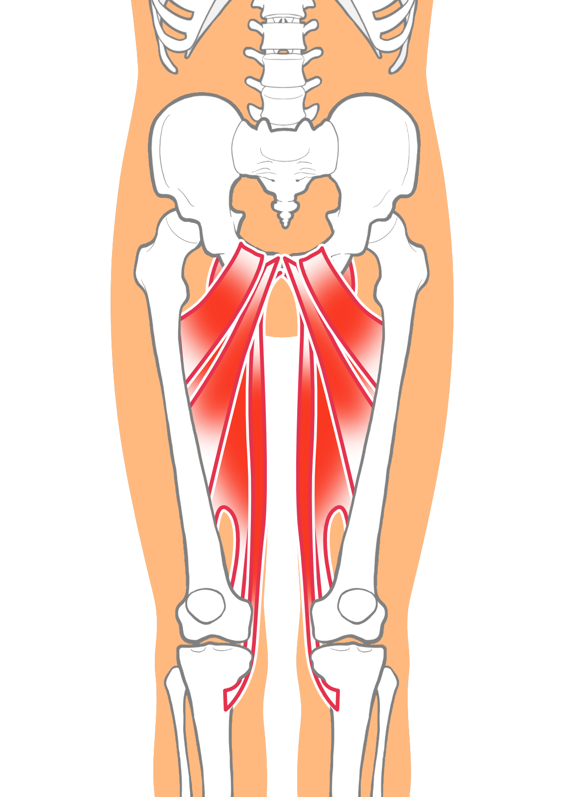 筋力バランスのイメージ